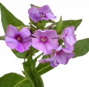 Флокс лиловый