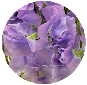 Латирус Милка (Milka)