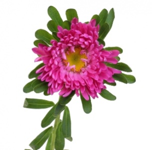 Астра лиловая