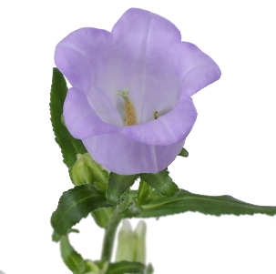 Кампанула голубая