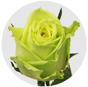 Роза Грин бэндит (Green Bandit)