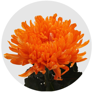 Хризантема одноголовая Антонов оранжевый крашеный (Antonov orange)