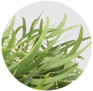 Эвкалипт Николи (Nicholii)