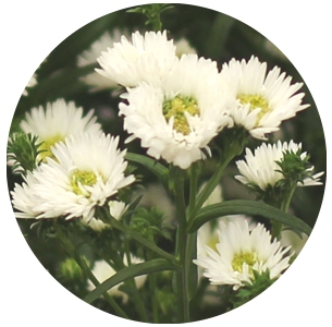 Астра кустарнковая Кэсси (Aster Cassy)