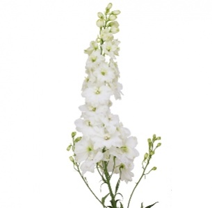 Дельфиниум гибрид белый