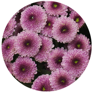 Хризантема кустовая Сантини Калимеро тёмно-розовая