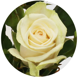 Роза кустовая Ройал Порчеллина (Royal Porcellina)