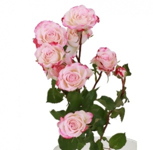 Роза кустовая Афина (Аthena)