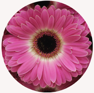 Гербера Кубанита (Cubanita)