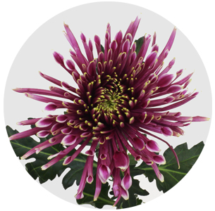 Хризантема одноголовая Тула Шарлетта (Tula Sharletta)