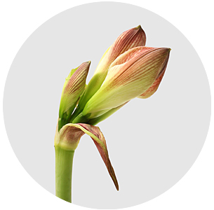 Амариллис Эппл Блоссом (Apple Blossom)