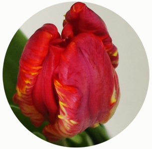 Тюльпан Рококо (Rococo)