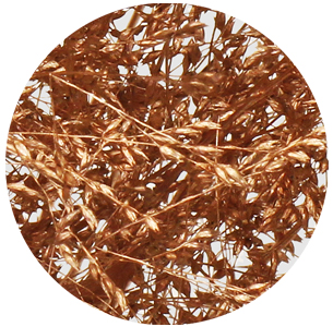 Паникум крашеный медный (Panicum copper)