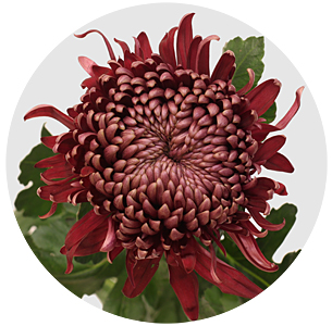 Хризантема одноголовая Регал мист руд (Regal Mist Rood)