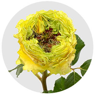 Роза Кантри спирит папиллон (Country Spirit Papillon)