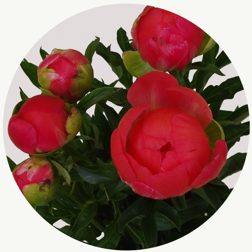 Пион Корал шарм (Coral Charm)