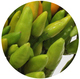 Капсикум Грин Файер (Capsicum Green Fire)