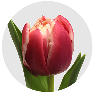 Тюльпан Колумбус (Columbus)