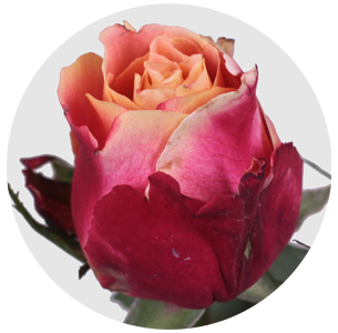 Роза 3D Роза 3D