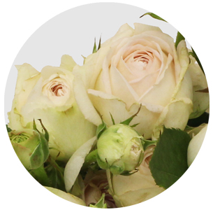 Роза кустовая Порчелина лэйс  (Porcelina Lace)