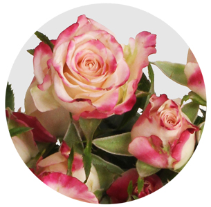 Роза кустовая Рефлекс (Reflex)