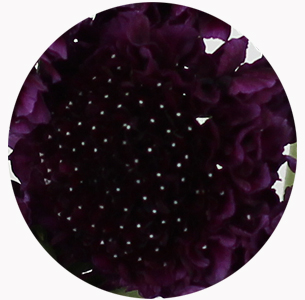 Скабиоза пурпурная (scabiosa atropurpurea)