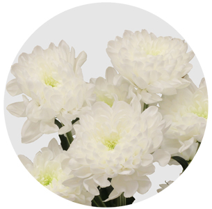 Хризантема кустовая Алтай (Altay)