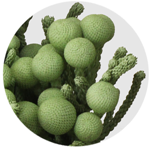 Бруния крашеная Силвер Лайм (Silver Lime)