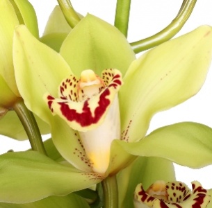 Орхидея Цимбидиум зеленая