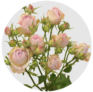 Роза кустовая Сильвер лэйс (Silver Lace)