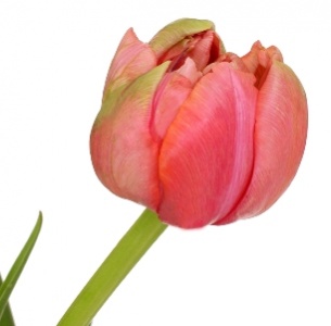 Тюльпан французский