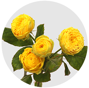 Роза кустовая Луна трендсеттер (Luna Trendsetter)