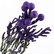 Бруния крашенная фиолетовая