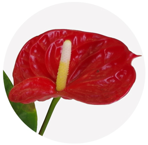 Антуриум (Anthurium)