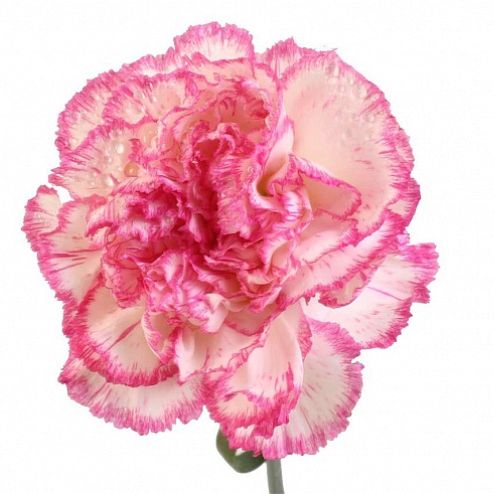 Гвоздика стандарт