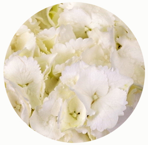 Гортензия белая