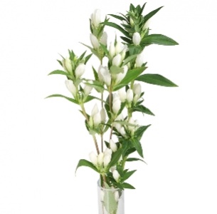 Гентиана белая