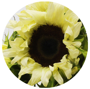 Подсолнух белый