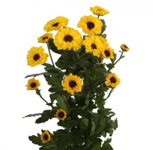 Хризантема кустовая Сантини Тедча (Tedcha)