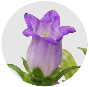 Кампанула розовая