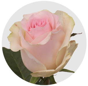 Роза Свит ривайвэл (Sweet Revival)