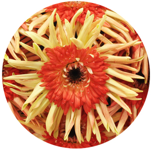 Гербера Сувенир (Souvenir)