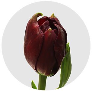 Тюльпан Эмблейзон (Emblazon)