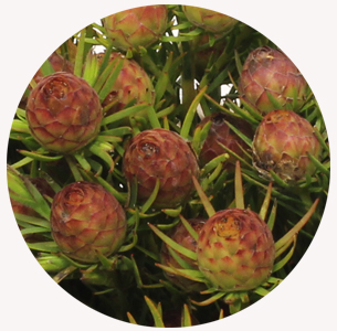 Леукадендрон Джубили краун (Jubilee Crown)