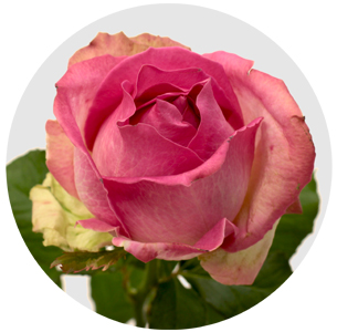 Роза Аваланж Кэнди (Avalanche Candy)