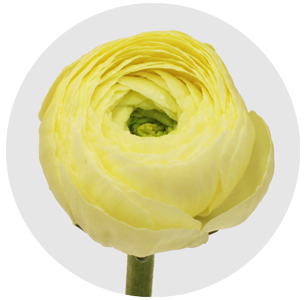 Ранункулус Клуни кремовый (Clooney Creme)