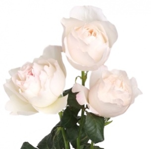 Роза садовая Патиенс (Garden Patience) Роза садовая Патиенс (Garden Patience)