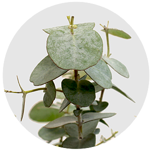 Эвкалипт Гунни (Gunnii)