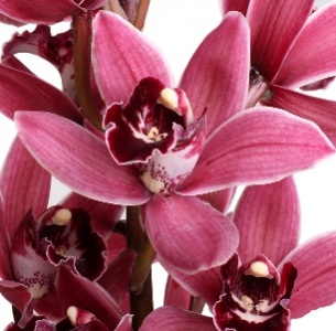 Цимбидиум мини темно-розовый