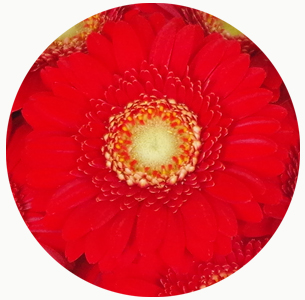 Гербера мини Ред Джевел (Red Jewel)